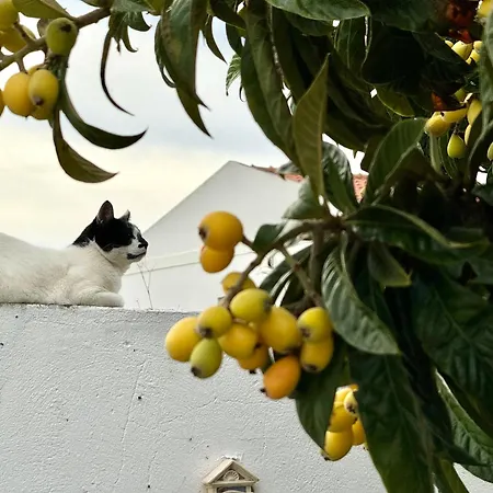 Гостевой дом Casa Sarguito