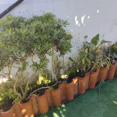 Guest house Casa Sarguito 4*